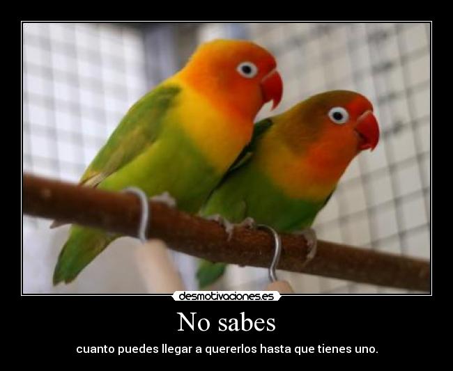 carteles yolanda desmotivaciones