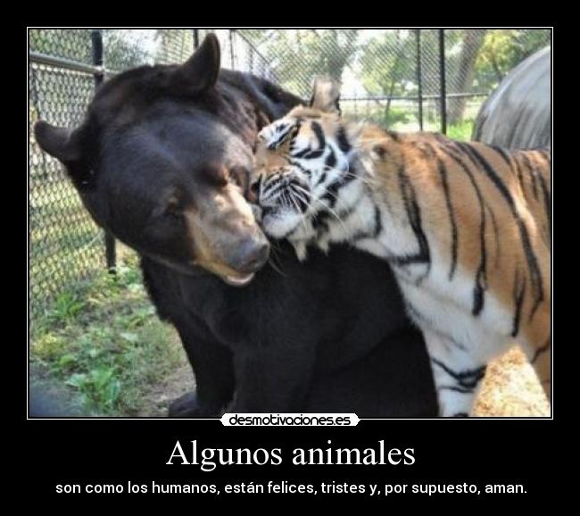 Algunos animales - son como los humanos, están felices, tristes y, por supuesto, aman.