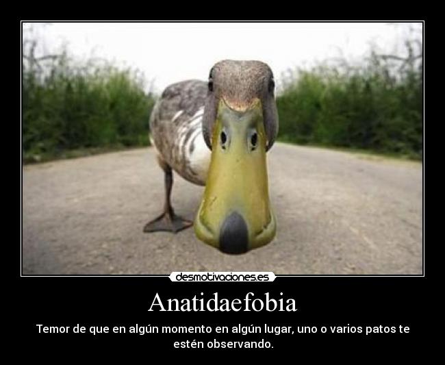Anatidaefobia - Temor de que en algún momento en algún lugar, uno o varios patos te
estén observando.