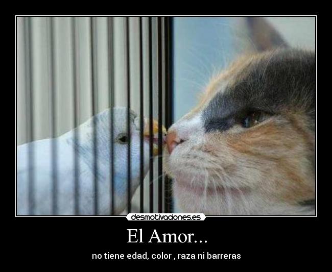 El Amor... -