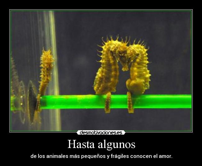 Hasta algunos - de los animales más pequeños y frágiles conocen el amor.