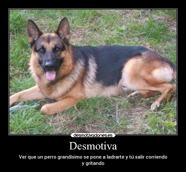 Desmotiva - Ver que un perro grandísimo se pone a ladrarte y tú salir corriendo y gritando