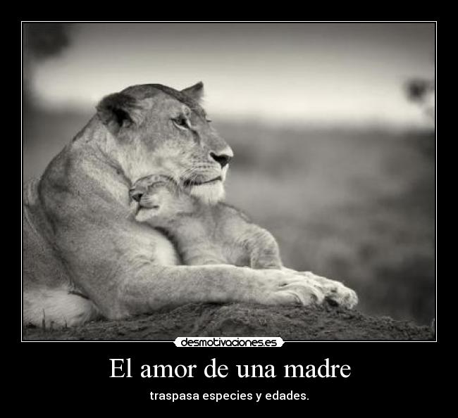 El amor de una madre -