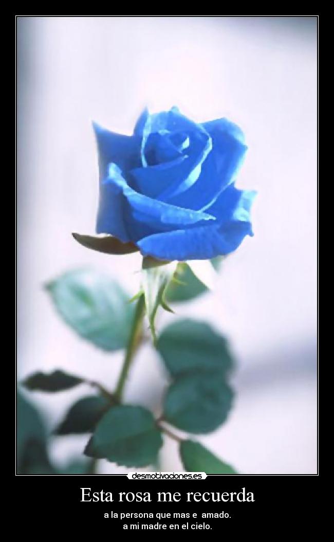 carteles esta rosa recuerda desmotivaciones