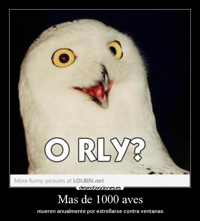 Mas de 1000 aves - 