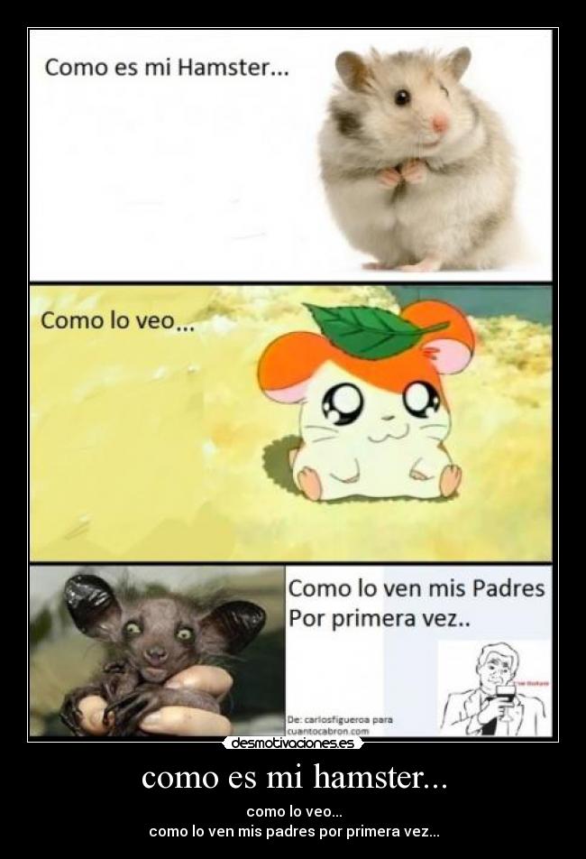 carteles hamster desmotivaciones