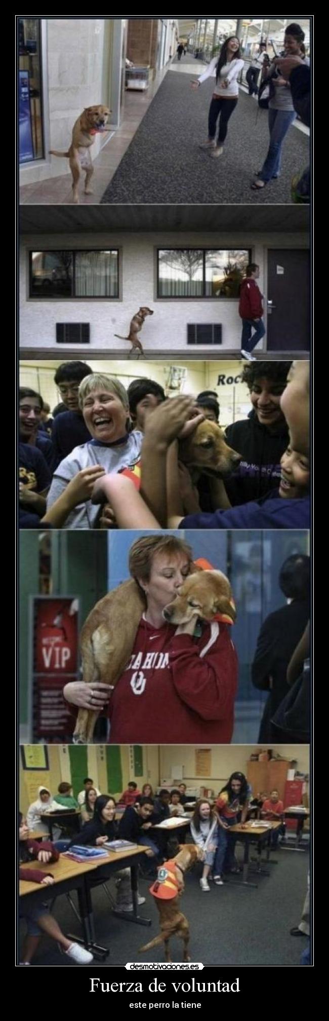 Fuerza de voluntad - 