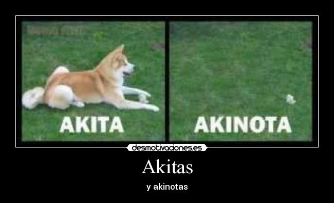 Akitas - y akinotas