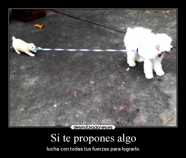 Si te propones algo -