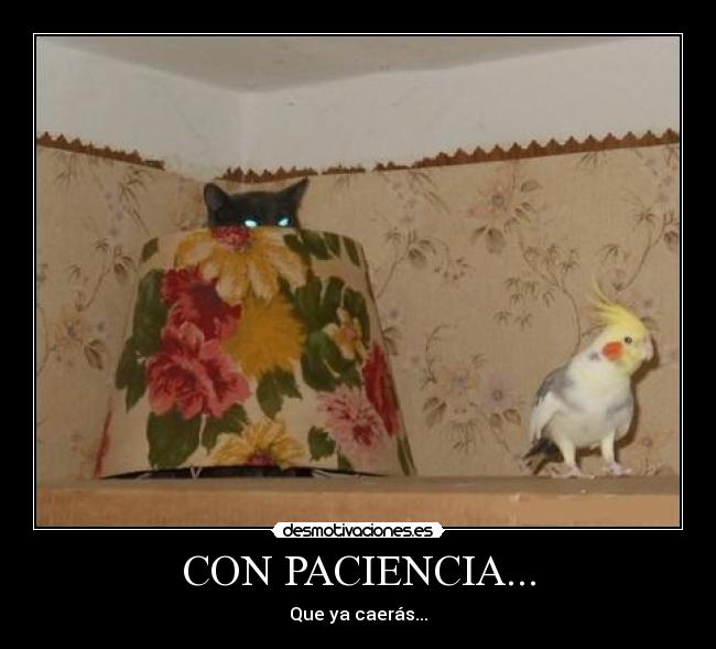 CON PACIENCIA... -