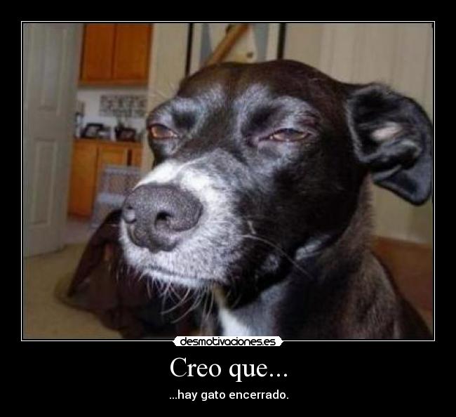 Creo que... - ...hay gato encerrado.