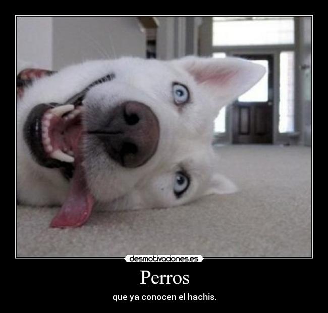 Perros -