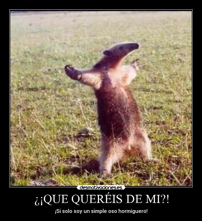 ¿¡QUE QUERÉIS DE MI?! - ¡Si solo soy un simple oso hormiguero!