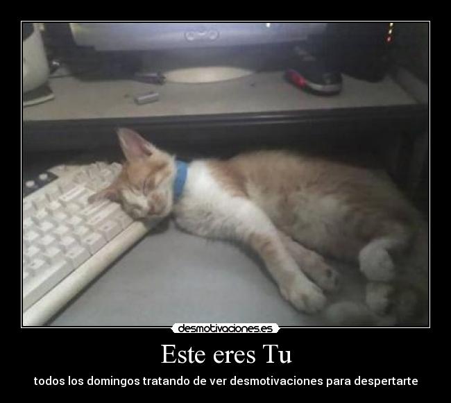carteles gato desmotivaciones
