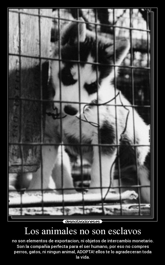 carteles animales gice4423 desmotivaciones