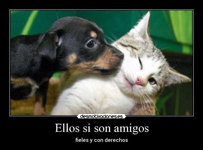 Ellos si son amigos - fieles y con derechos