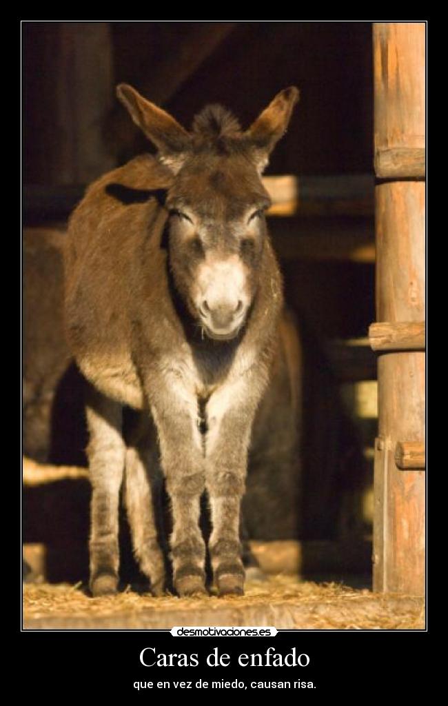 Caras de enfado - que en vez de miedo, causan risa.