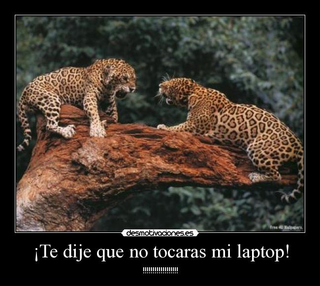 ¡Te dije que no tocaras mi laptop! - !!!!!!!!!!!!!!!!!!