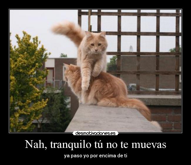carteles miau desmotivaciones