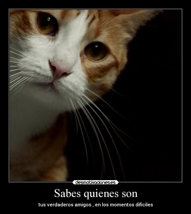 carteles los que los son huyen como ratas intruders desmotivaciones