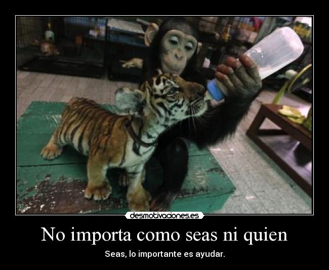 carteles ayuda abandones los animales desmotivaciones