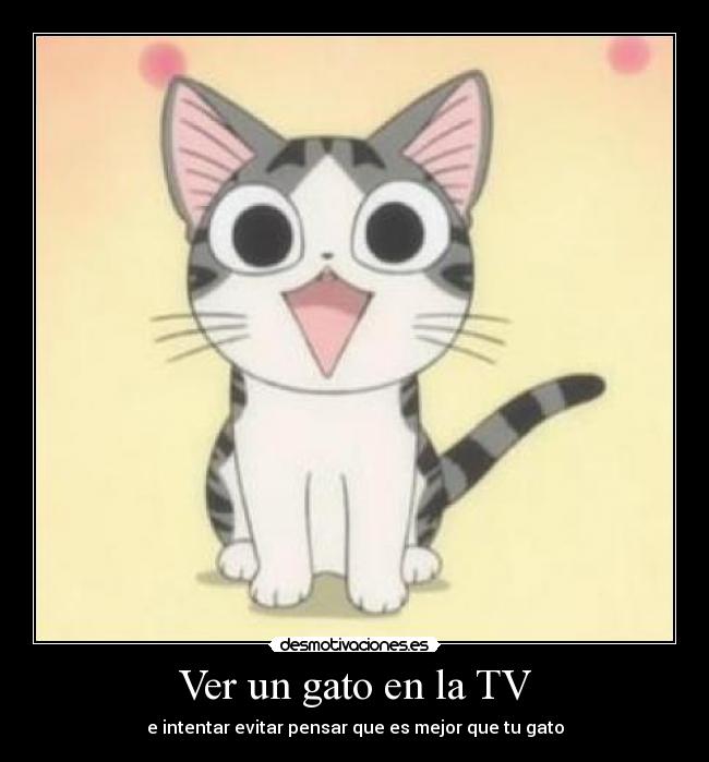 Ver un gato en la TV -