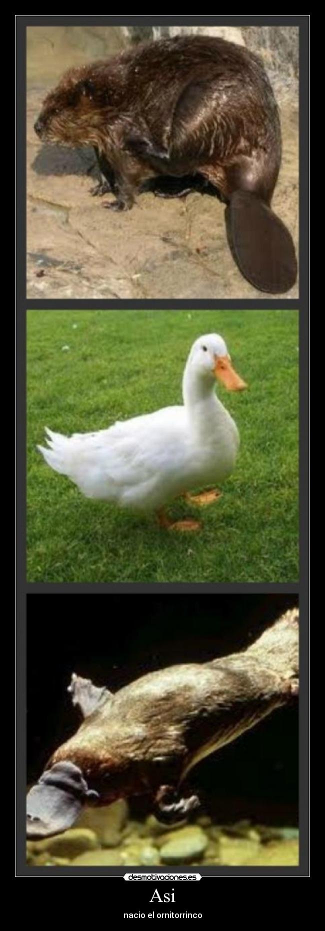 Asi - nacio el ornitorrinco