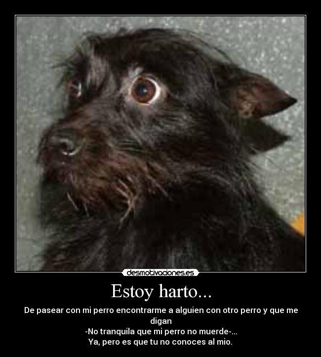 Estoy harto... - De pasear con mi perro encontrarme a alguien con otro perro y que me digan
-No tranquila que mi perro no muerde-...
Ya, pero es que tu no conoces al mio.