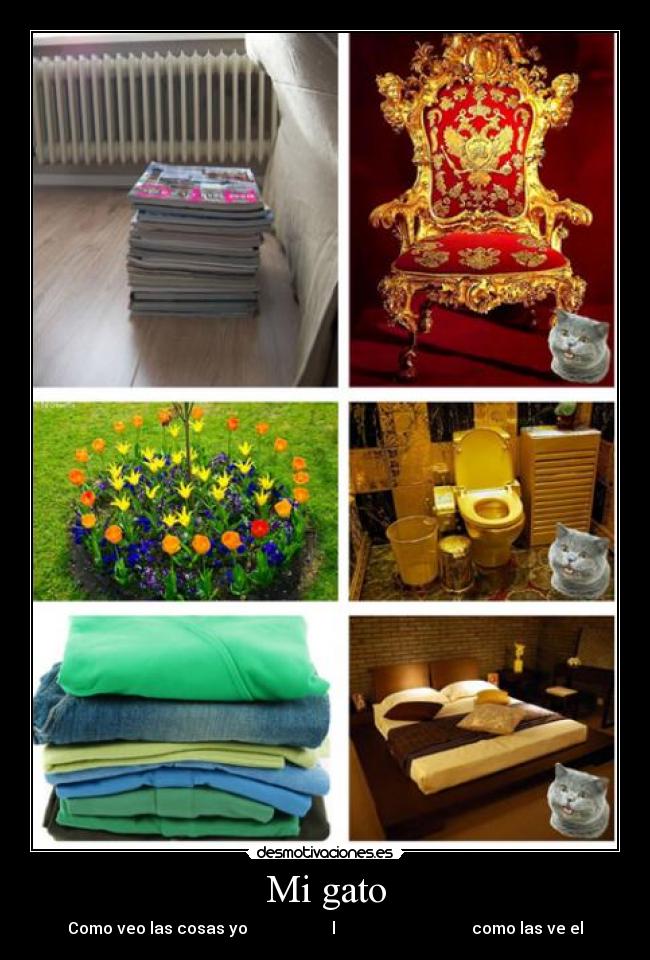 Mi gato - 