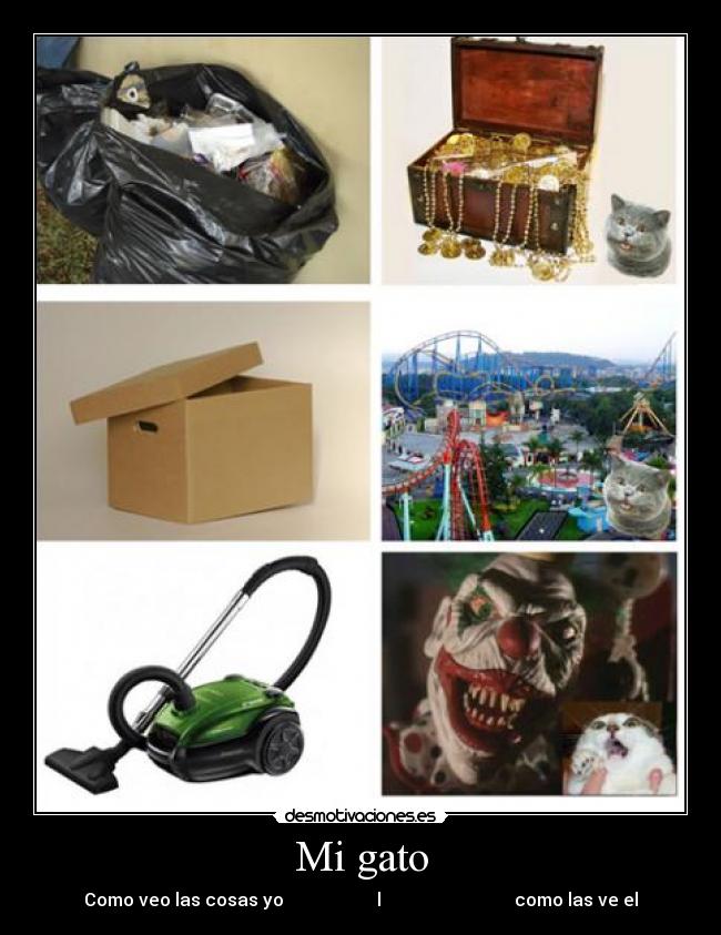 Mi gato -