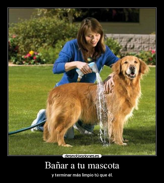 Bañar a tu mascota - 