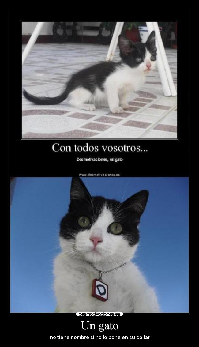 carteles walt tiene envidia gato desmotivaciones