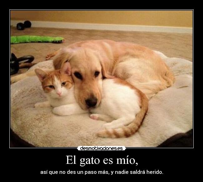 El gato es mío, - 