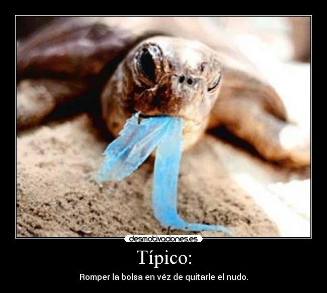 carteles tortugas rompe bolsas everywhere desmotivaciones