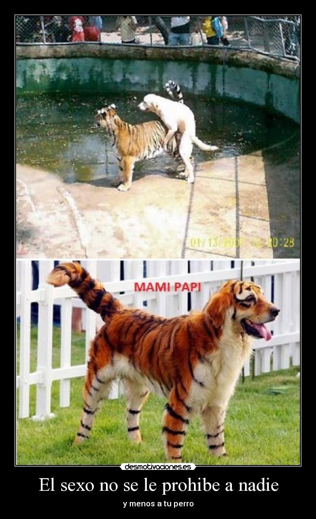 El sexo no se le prohibe a nadie - y menos a tu perro