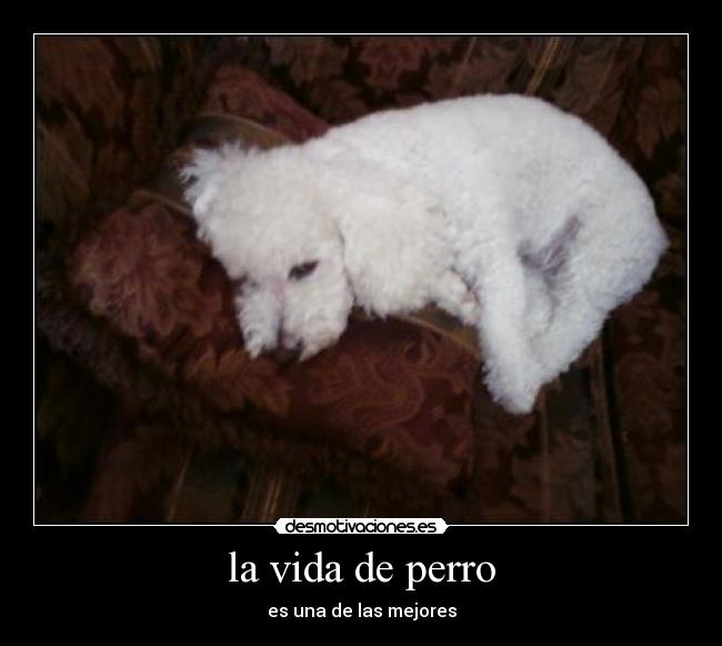 la vida de perro - es una de las mejores