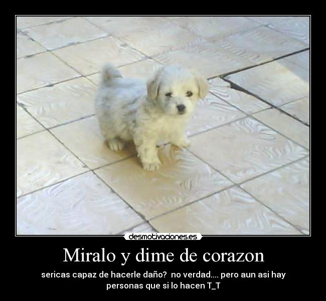 Miralo y dime de corazon - sericas capaz de hacerle daño? no verdad.... pero aun asi hay
personas que si lo hacen T_T