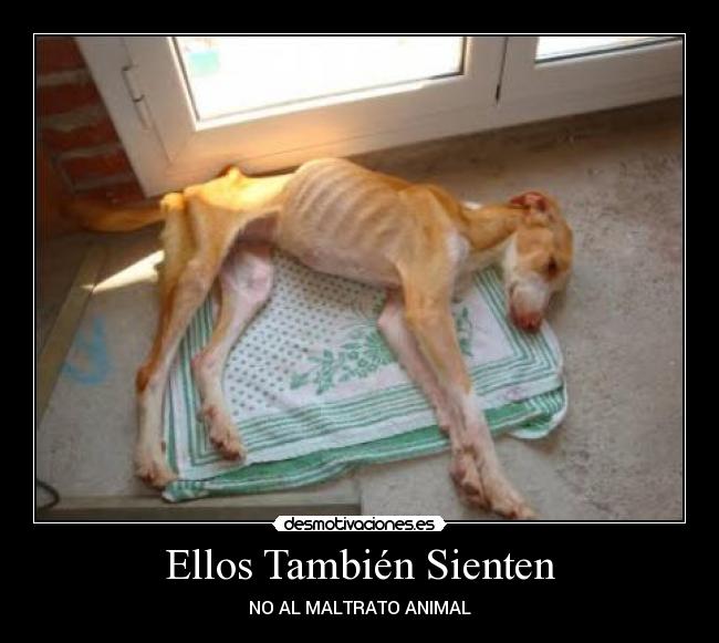 Ellos También Sienten - NO AL MALTRATO ANIMAL