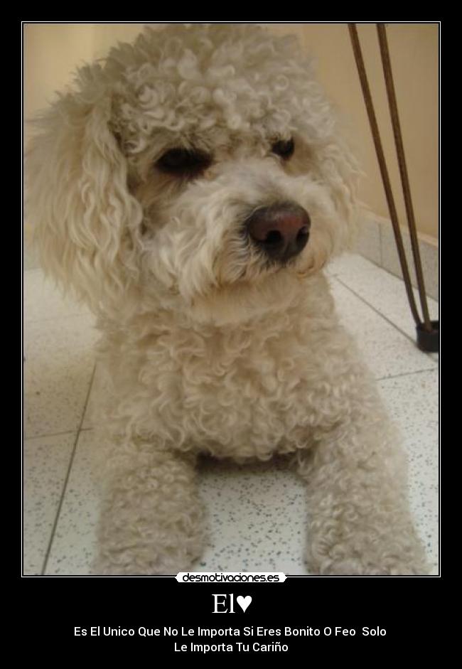 El♥ - Es El Unico Que No Le Importa Si Eres Bonito O Feo Solo
Le Importa Tu Cariño♥