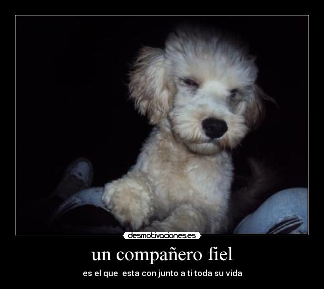 un compañero fiel - 