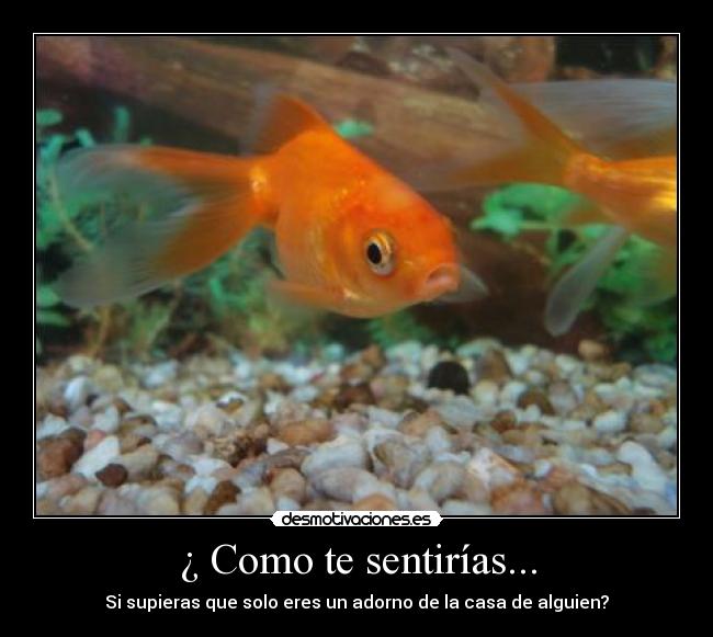 ¿ Como te sentirías... -
