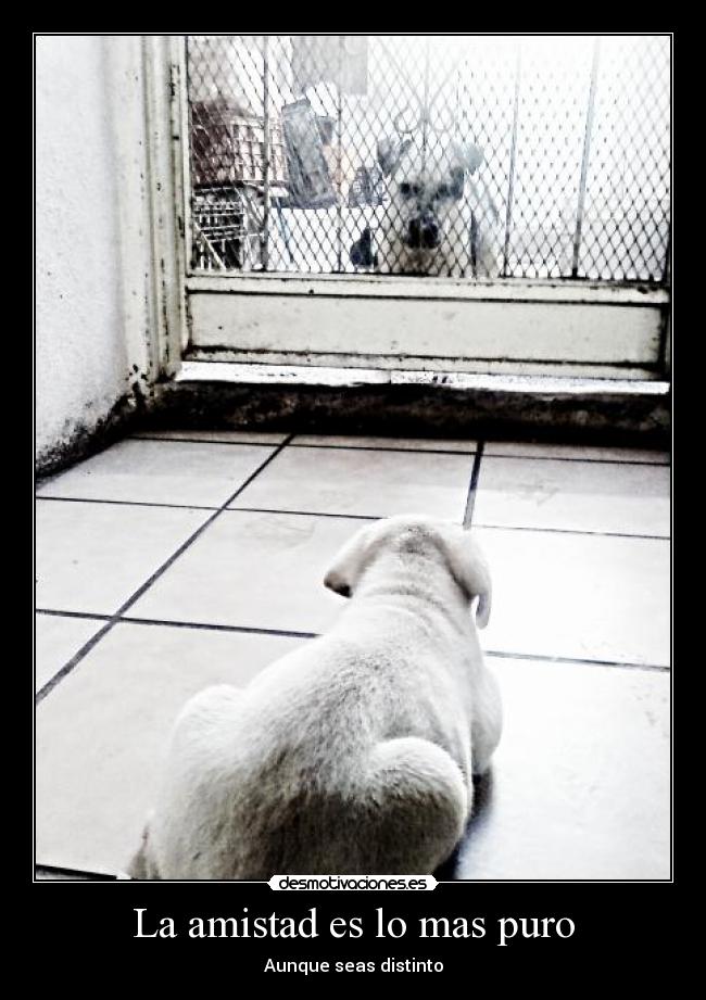 La amistad es lo mas puro - Aunque seas distinto