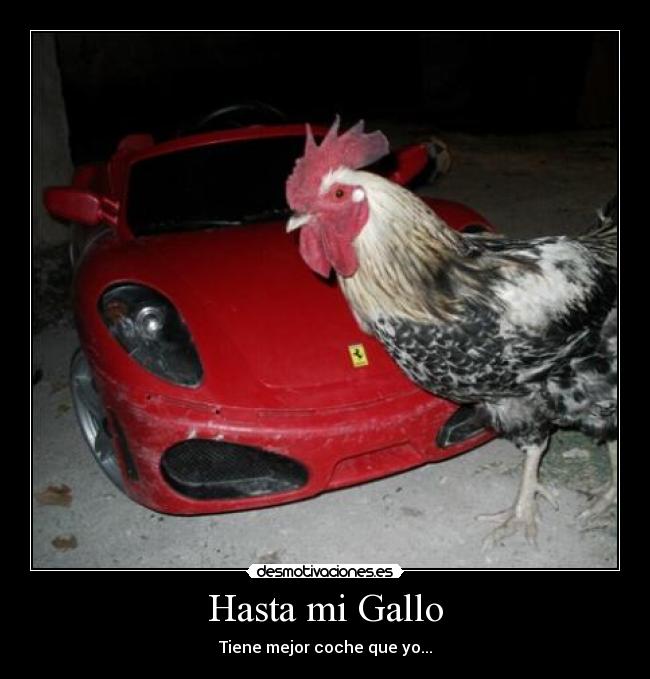 Hasta mi Gallo - Tiene mejor coche que yo...