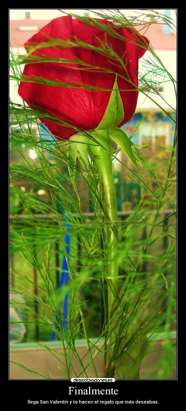 Finalmente - llega San Valentín y te hacen el regalo que más deseabas.