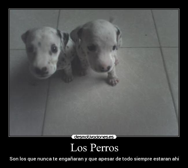 Los Perros - 