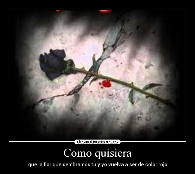 Como quisiera - que la flor que sembramos tu y yo vuelva a ser de color rojo