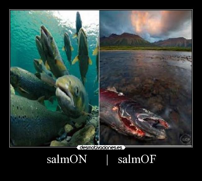carteles salmon salmof desmotivaciones