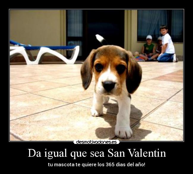 carteles perros desmotivaciones