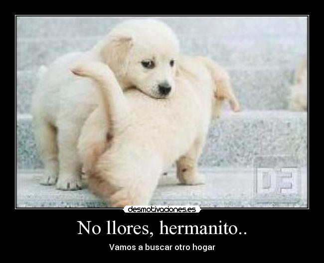 No llores, hermanito.. - Vamos a buscar otro hogar