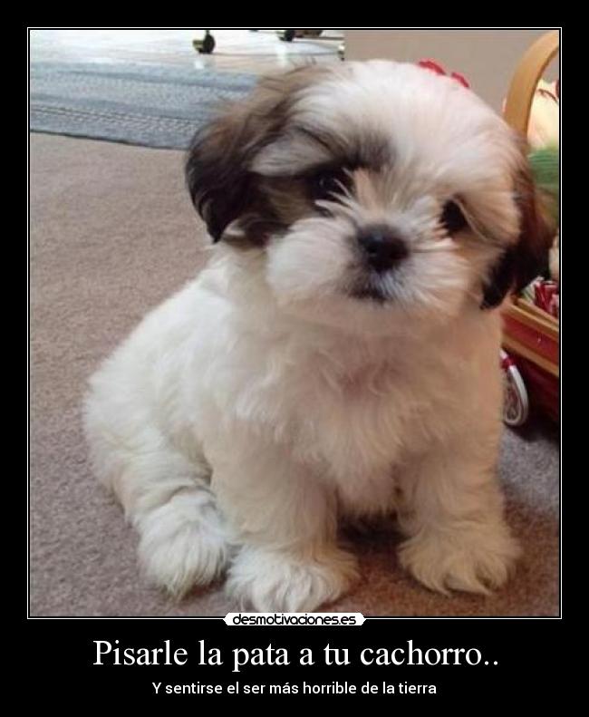 Pisarle la pata a tu cachorro.. - Y sentirse el ser más horrible de la tierra